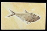 Detailed, Fossil Fish (Diplomystus) - Wyoming #113293-1